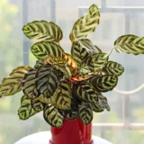 Calathea roseopicta medallion, Calathea marion