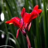 Canna (Orange Flower with Variegated Yellow Leaves )