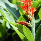 Canna (Orange Flower with Variegated Yellow Leaves )