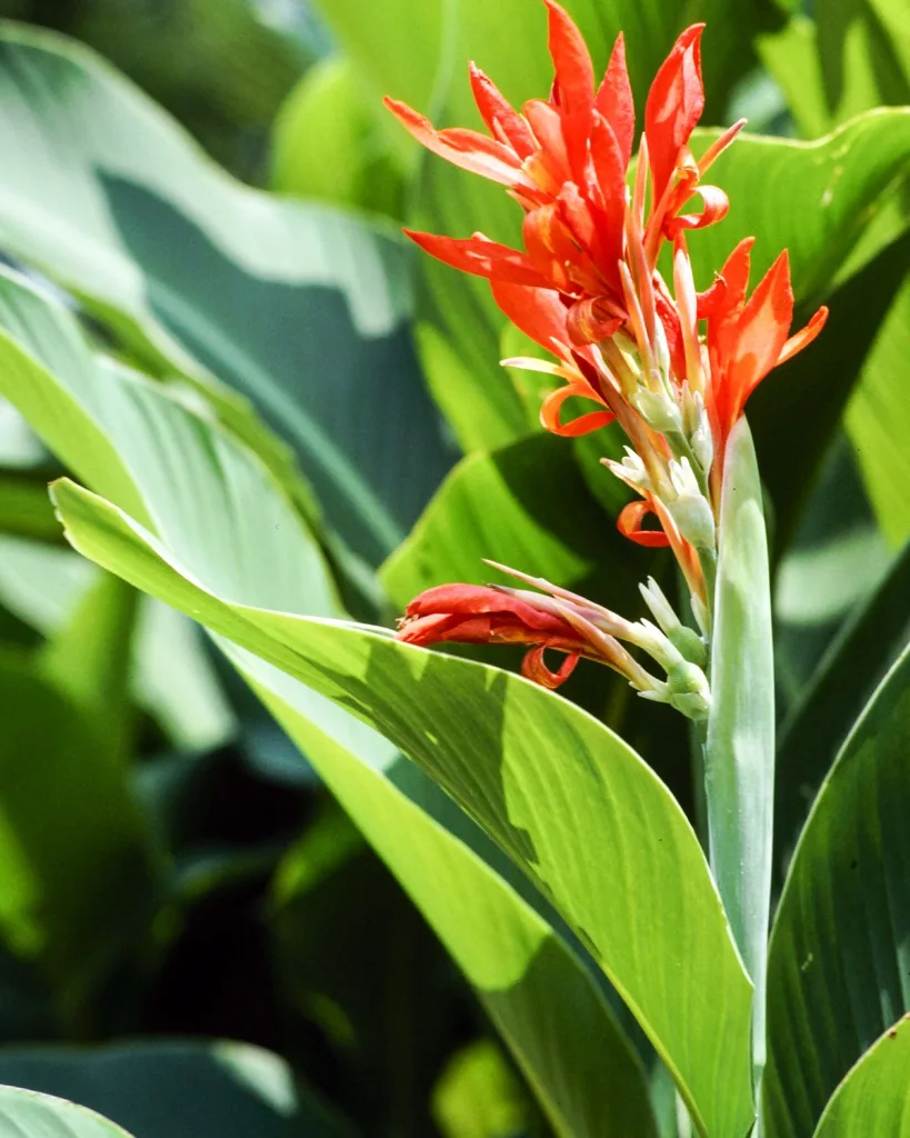 Canna (Orange Flower with Variegated Yellow Leaves )
