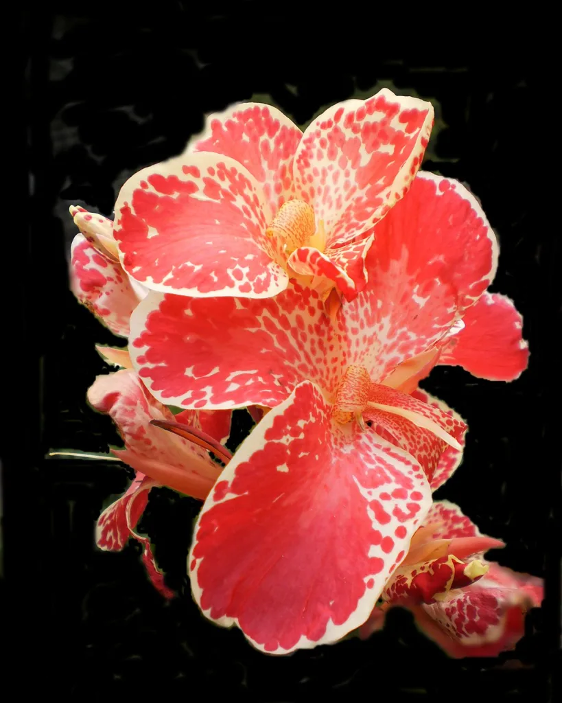 Canna (Red Flower with Green Leaves)