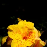 Canna (Yellow Flower with Green Leaves)