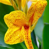 Canna (Yellow Flower with Green Leaves)