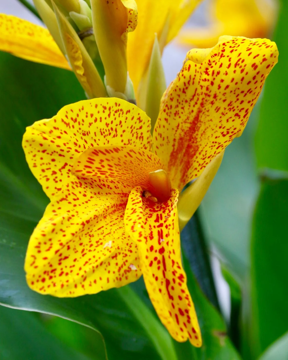 Canna (Yellow Flower with Green Leaves)