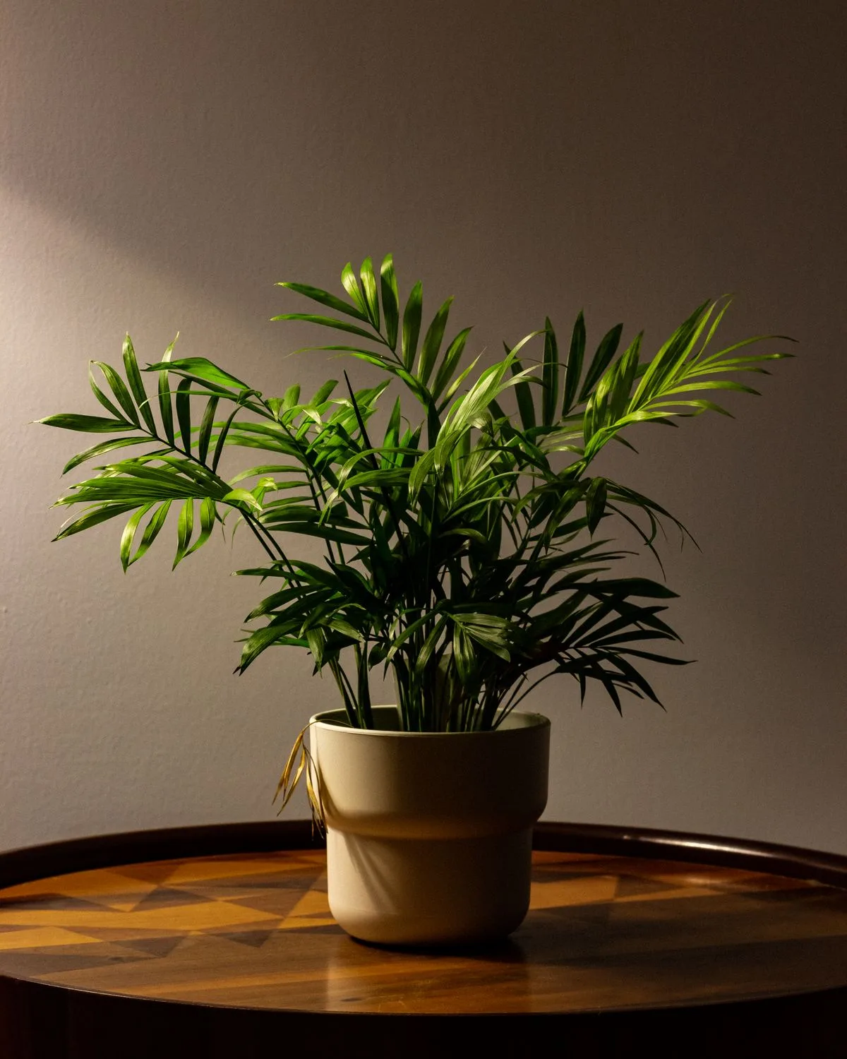 Chamaedorea elegans, Parlour Palm
