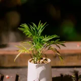 Chamaedorea elegans, Parlour Palm