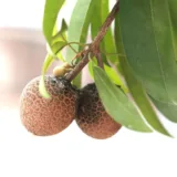 Chikoo, Sapota, Chiku Fruit (Grafted)