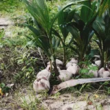 Coconut Palm