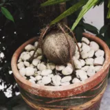 Coconut Palm