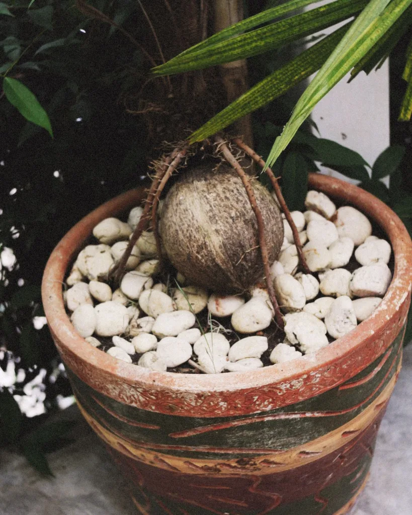Coconut Palm