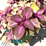 Coleus (Green)