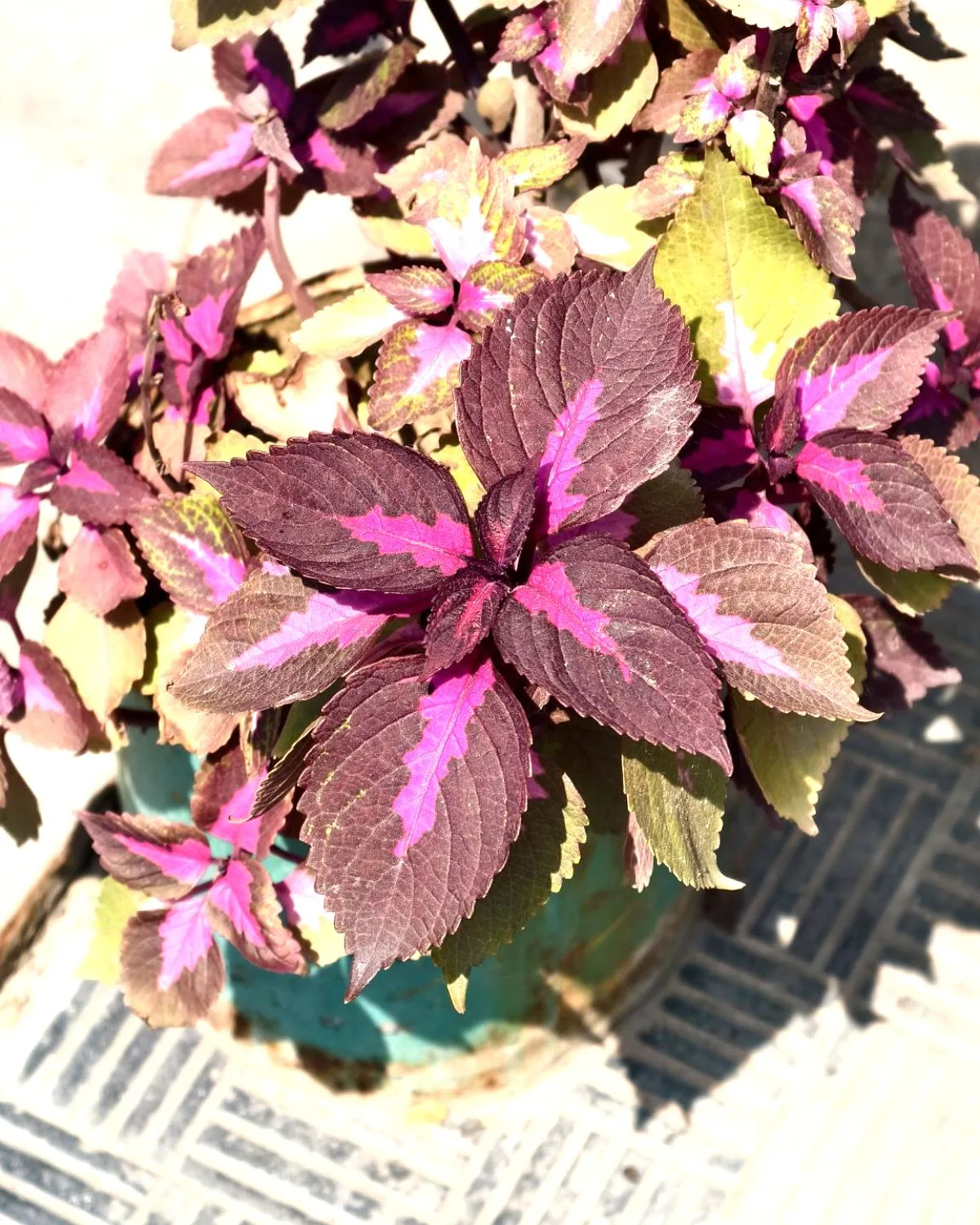 Coleus (Green)