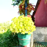 Coleus (Green)