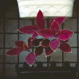 Coleus (Green Pink)