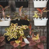 Coleus (Green Pink)
