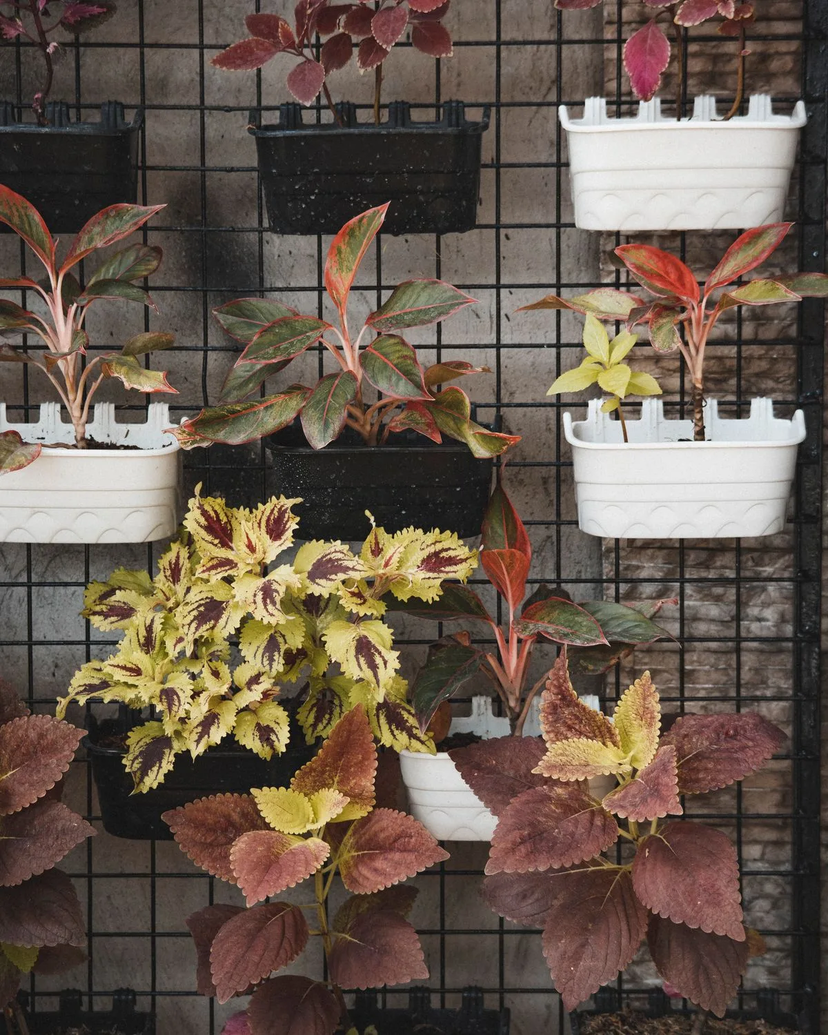 Coleus (Green Pink)