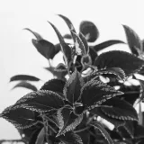 Coleus (Maroon)