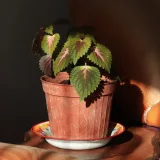 Coleus (Maroon)
