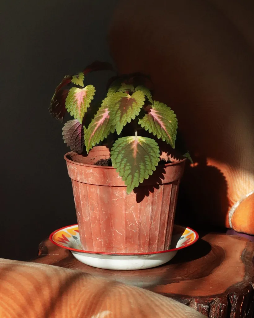 Coleus (Maroon)