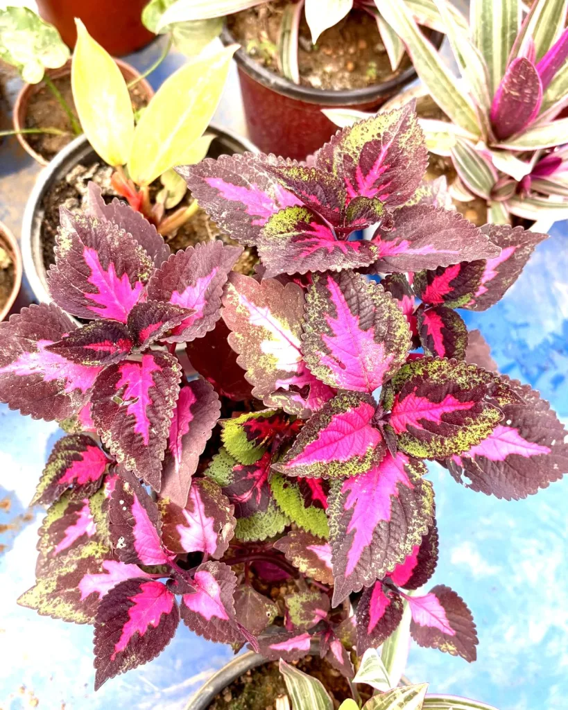 Coleus (Pink)