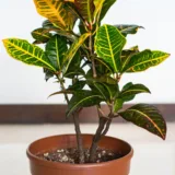 Croton (Gold Dust, Thin Leaves) Plant