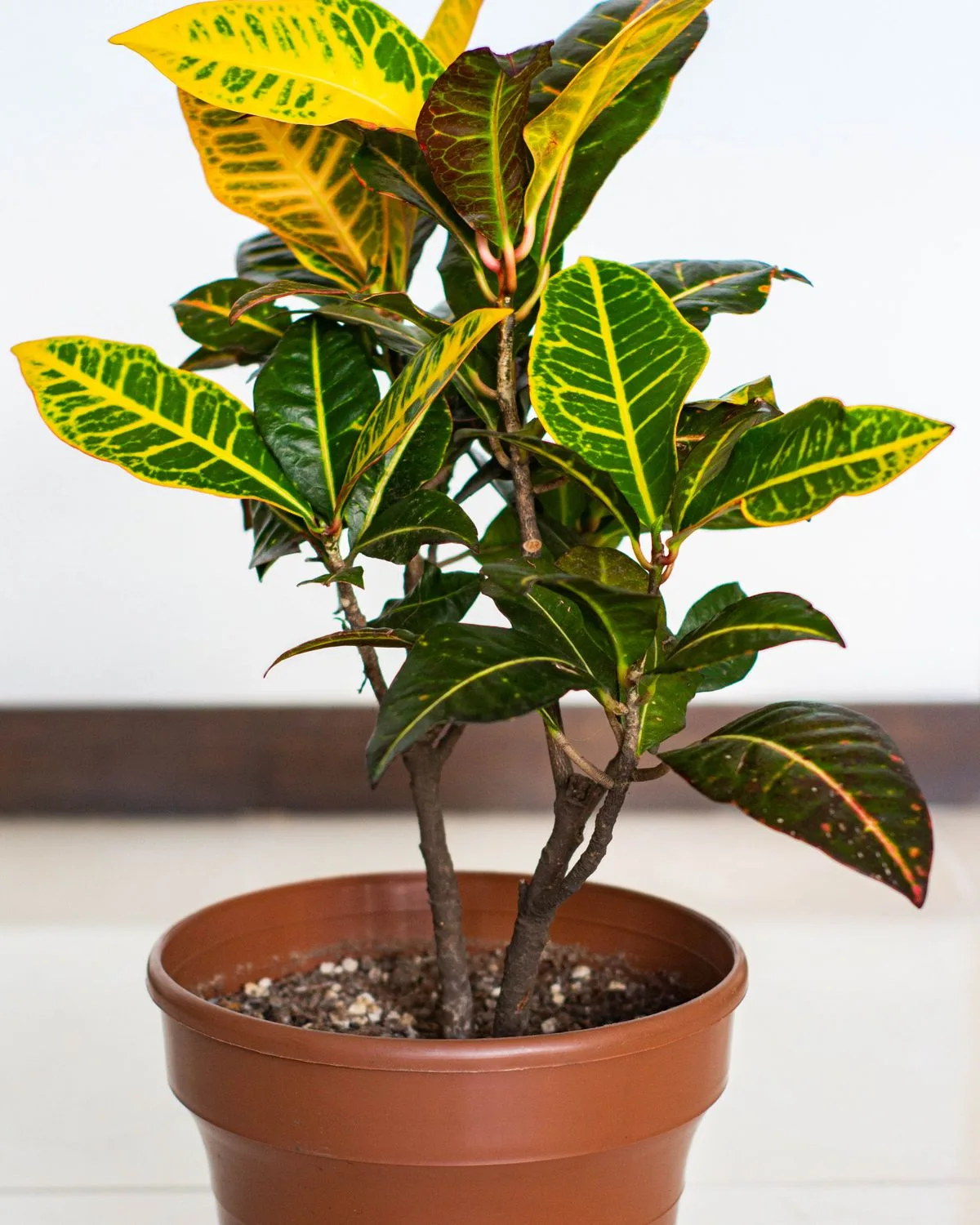 Croton (Gold Dust, Thin Leaves) Plant