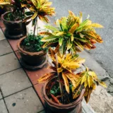 Croton Plant, Codiaeum variegatum (Captain Kidd)