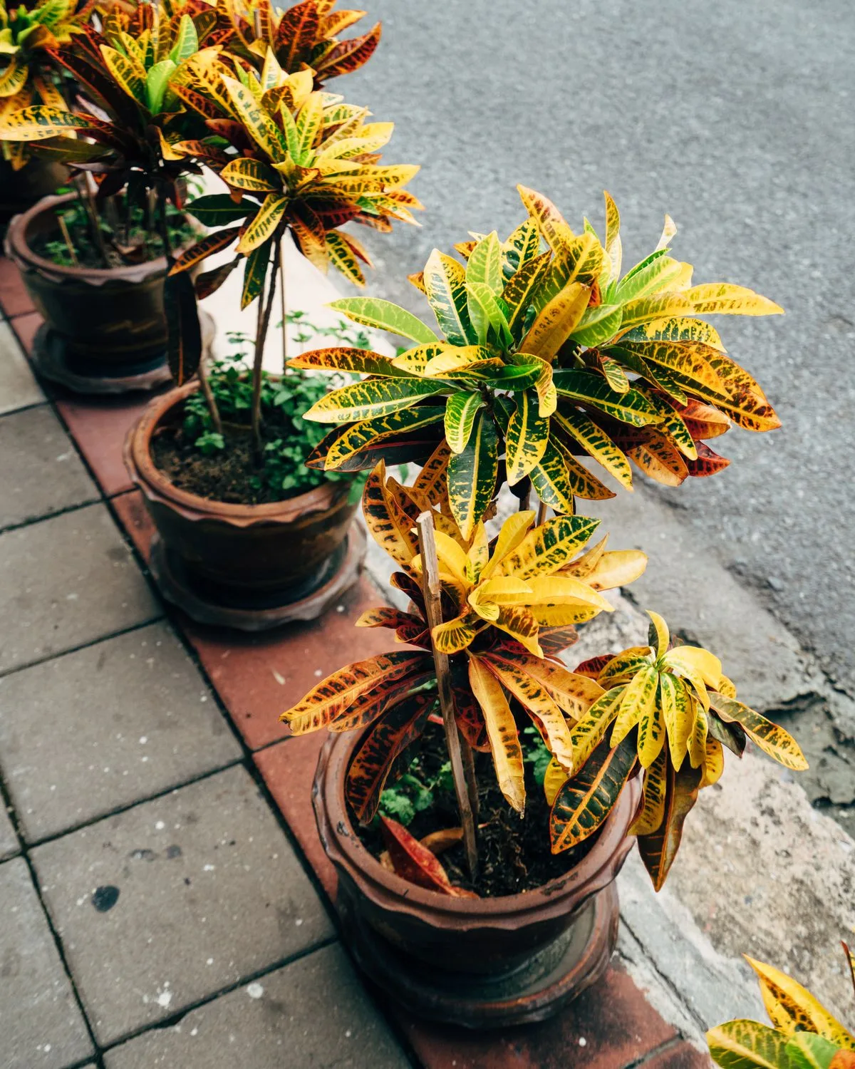 Croton Plant, Codiaeum variegatum (Captain Kidd)