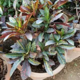 Croton Plant, Codiaeum variegatum (Duck Foot)
