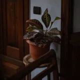 Croton Plant, Codiaeum variegatum (Duck Foot)