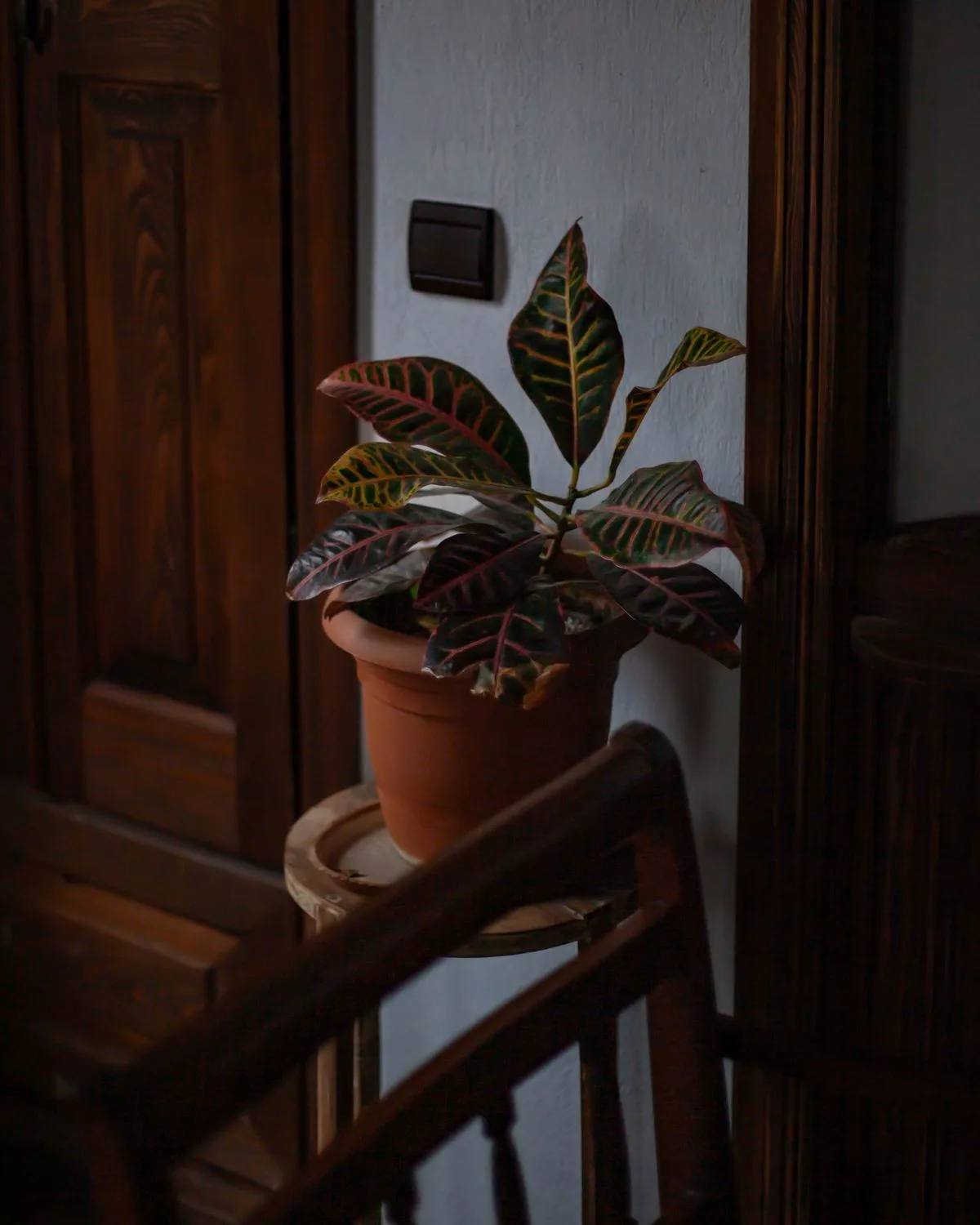 Croton Plant, Codiaeum variegatum (Duck Foot)