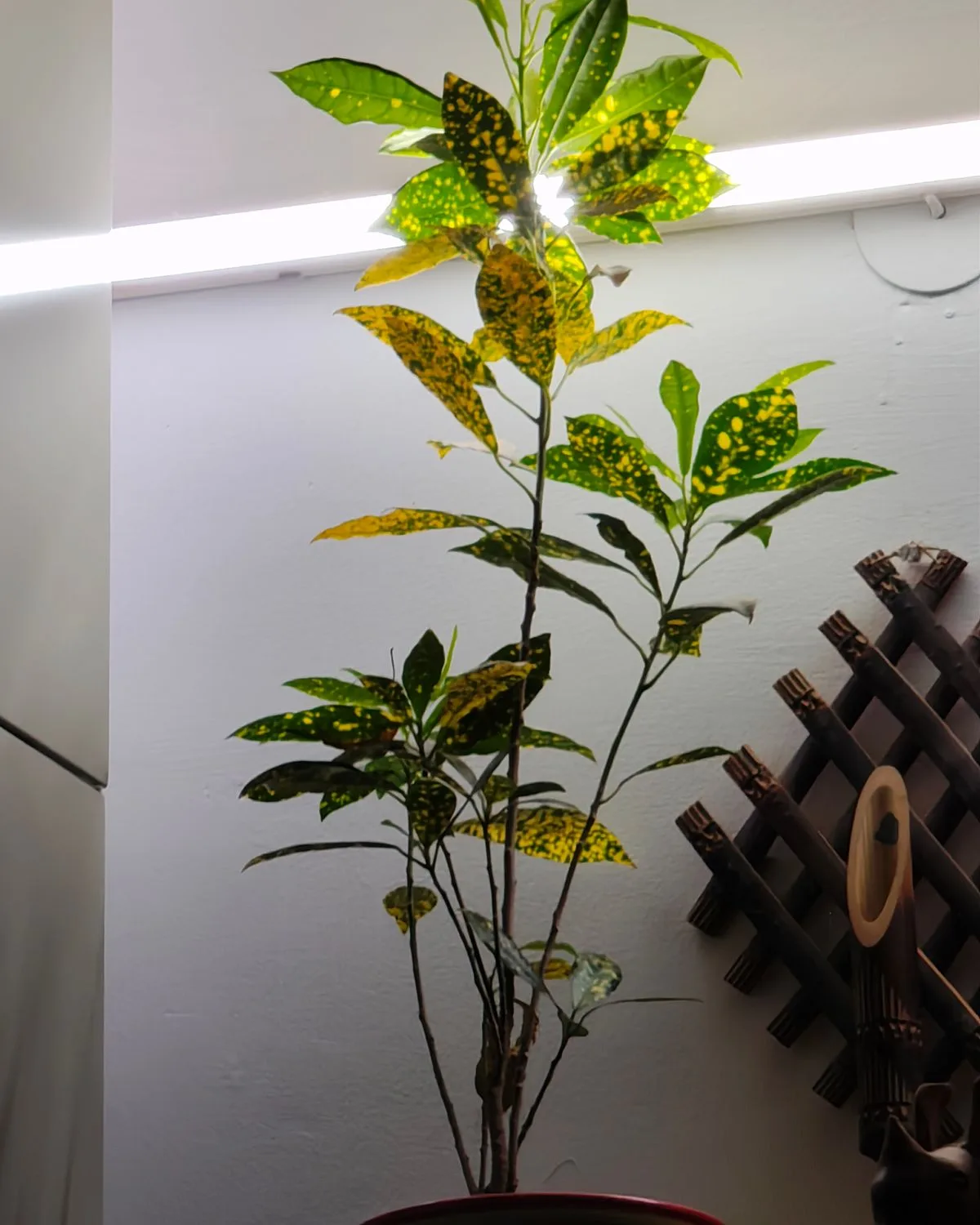 Croton Plant, Codiaeum variegatum (Gold Dust, Big Leaves)
