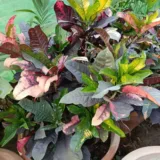 Croton Plant, Codiaeum variegatum (Gold Dust, Thin Leaves)