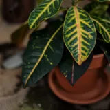 Croton Plant, Codiaeum variegatum (Magnificent)