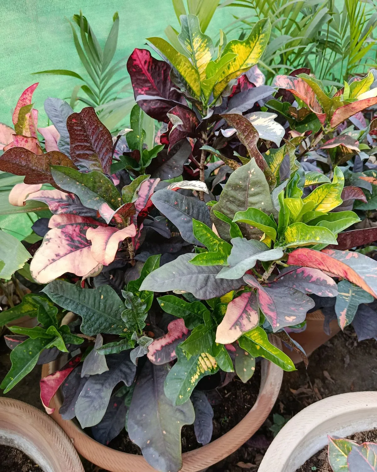 Croton Plant, Codiaeum variegatum (Magnificent)