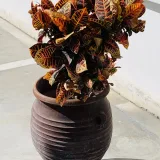 Croton Plant, Codiaeum variegatum (Petra)