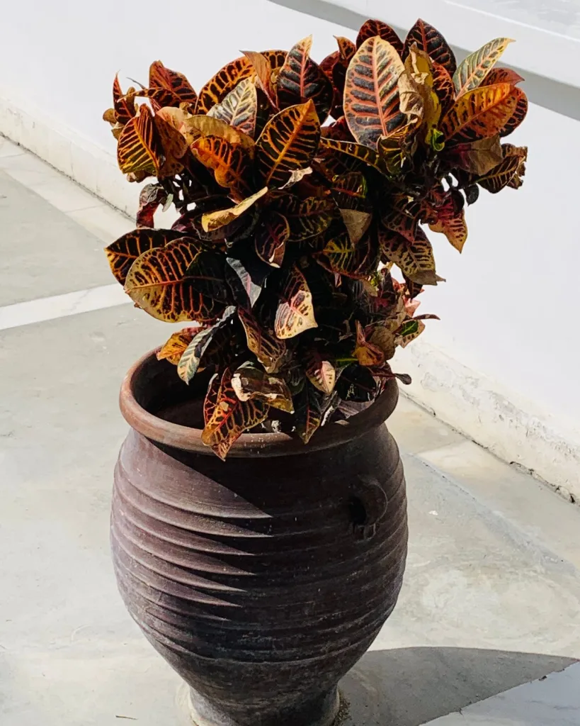 Croton Plant, Codiaeum variegatum (Petra)