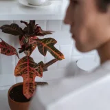 Croton Plant, Codiaeum variegatum (Petra)
