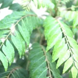 Curry Leaf Plant