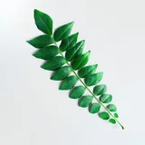 Curry Leaf Plant