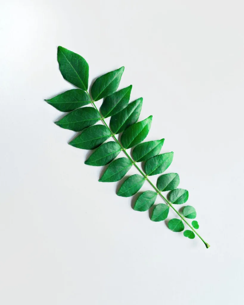 Curry Leaf Plant