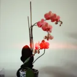 Dendrobium Orchid (Assorted Color)