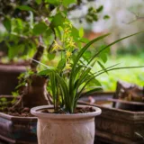 Dendrobium Orchid (Assorted Color)