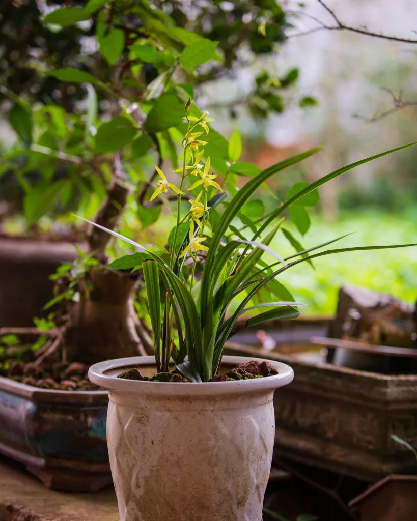 Dendrobium Orchid (Assorted Color)