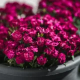 Dianthus (Pink)