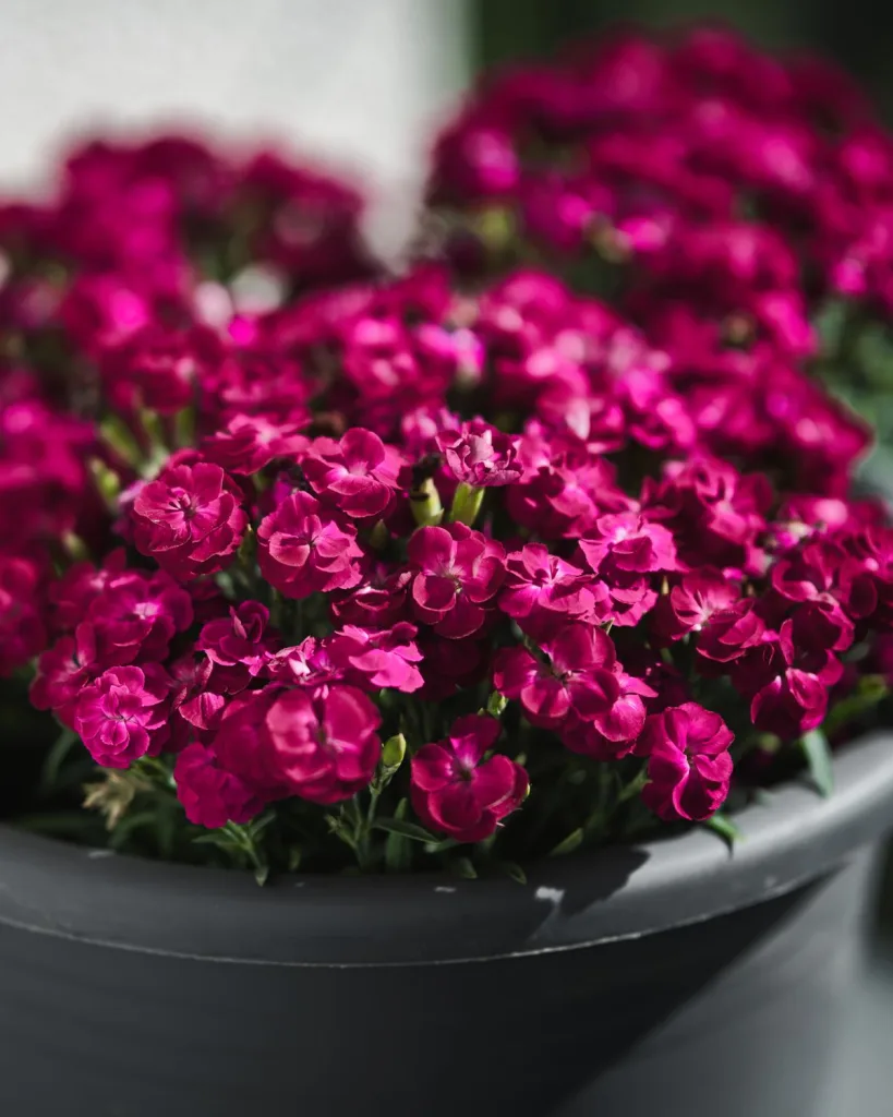 Dianthus (Pink)