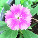 Dianthus (Pink)
