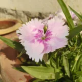 Dianthus (White)
