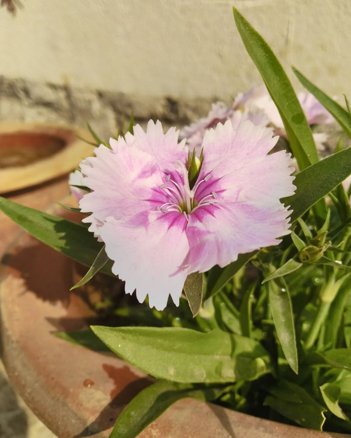 Dianthus (White)