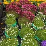 Dianthus (White)
